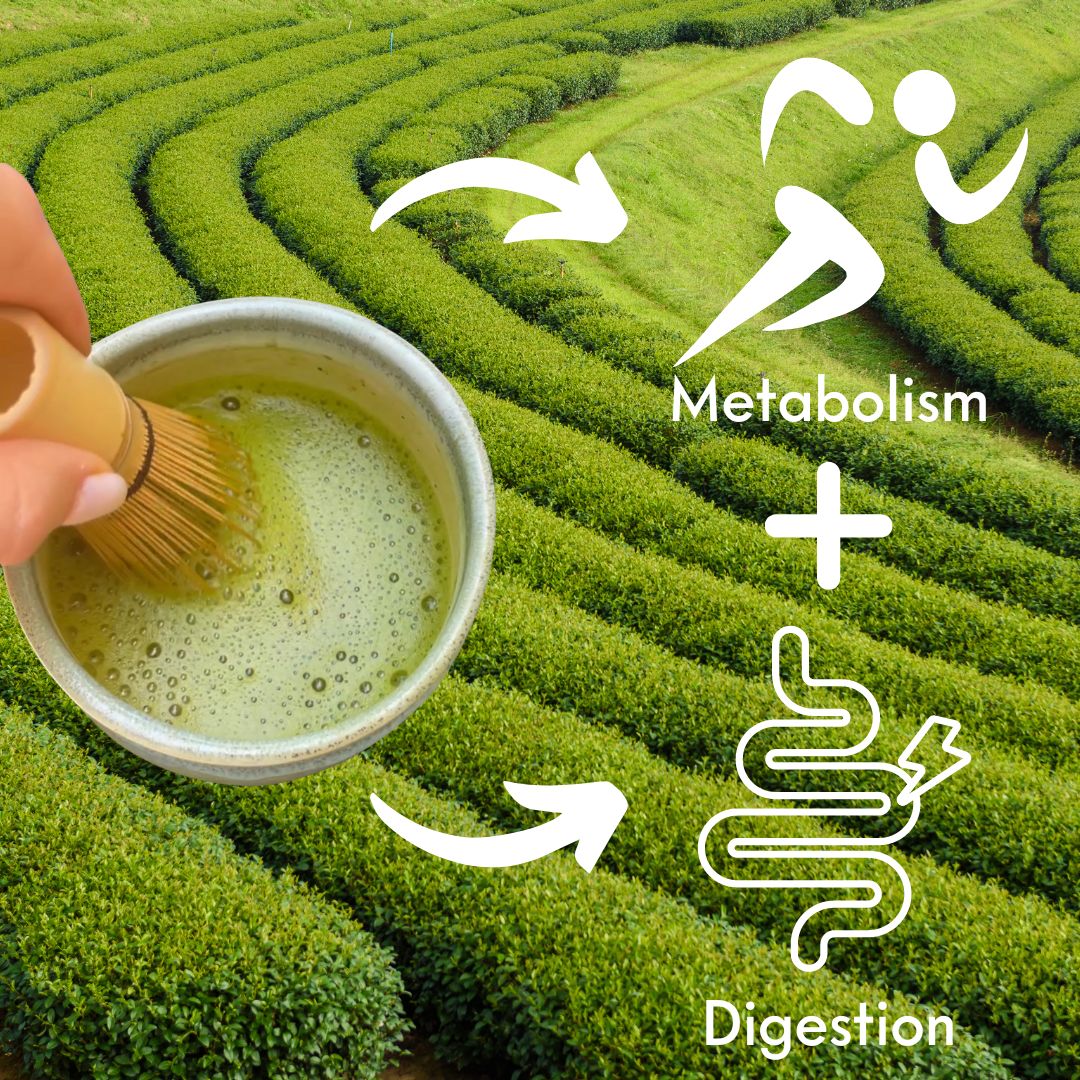 How does matcha boost your metabolism and digestion?